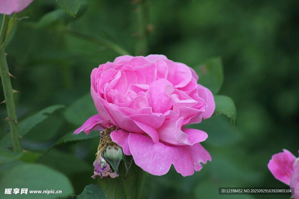 嬌艷粉色月季花綻放