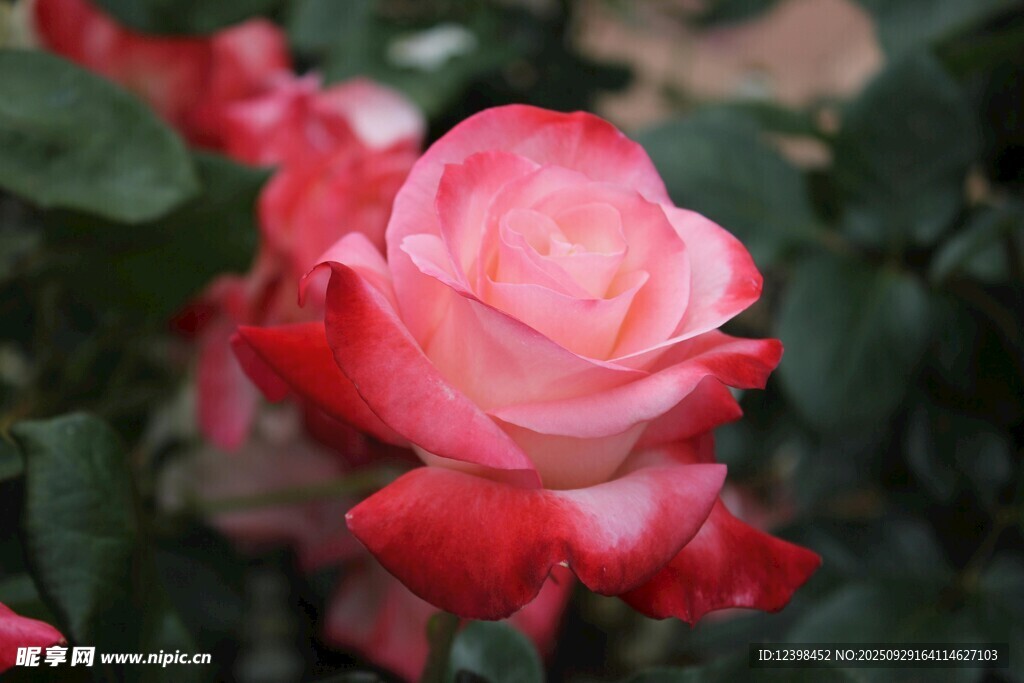 嬌艷雙色月季花