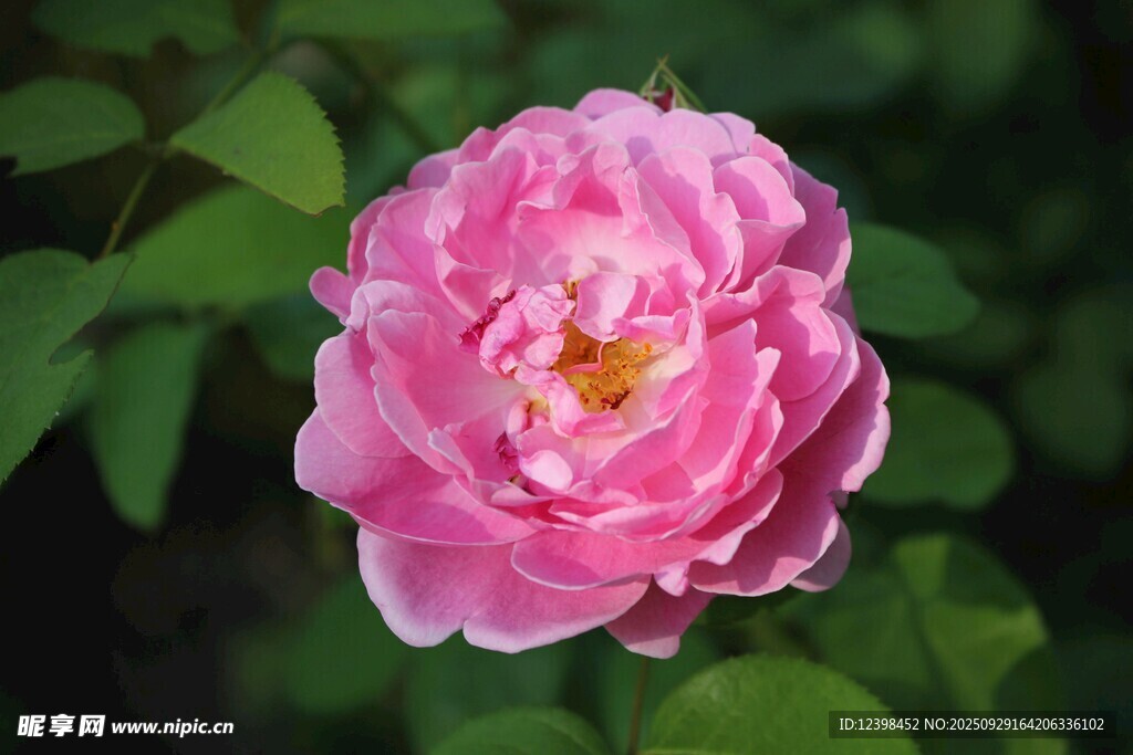 嬌艷粉色薔薇花綻放