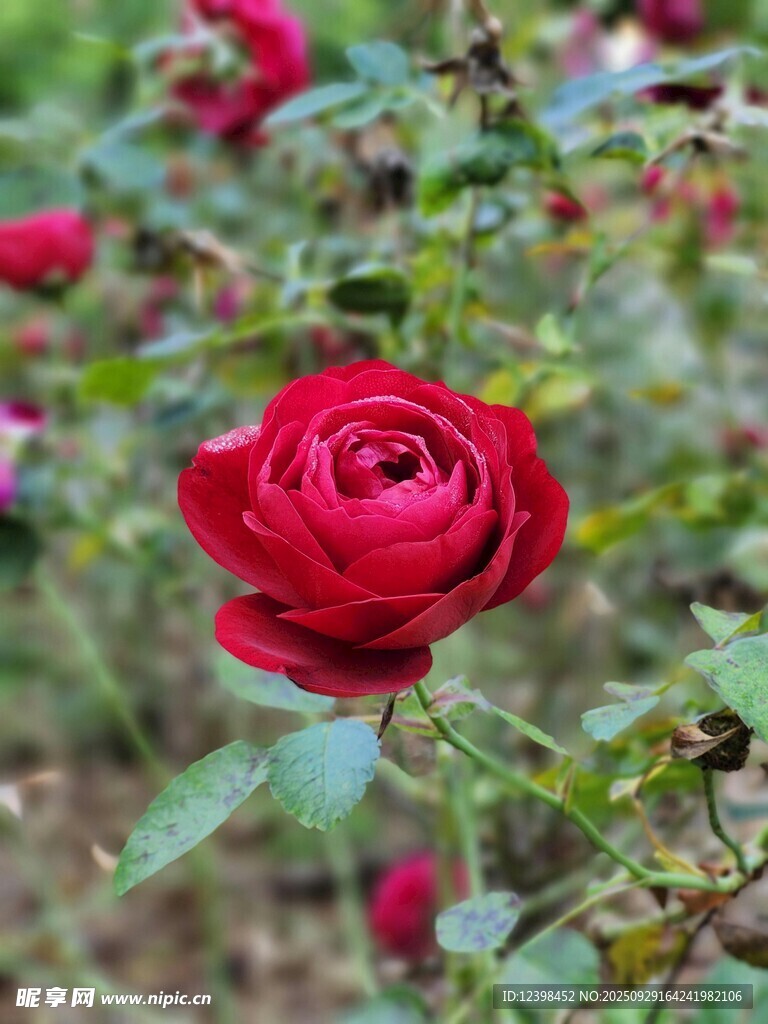嬌艷紅玫瑰綻放于綠葉間