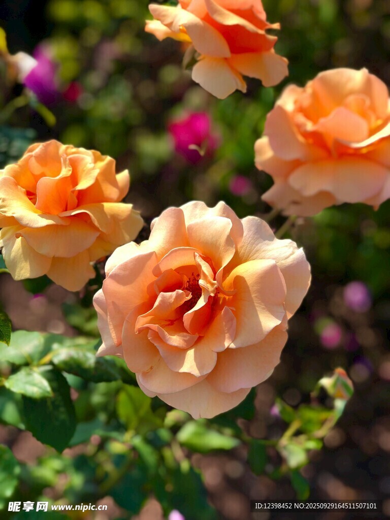 橙色玫瑰綻放于花園