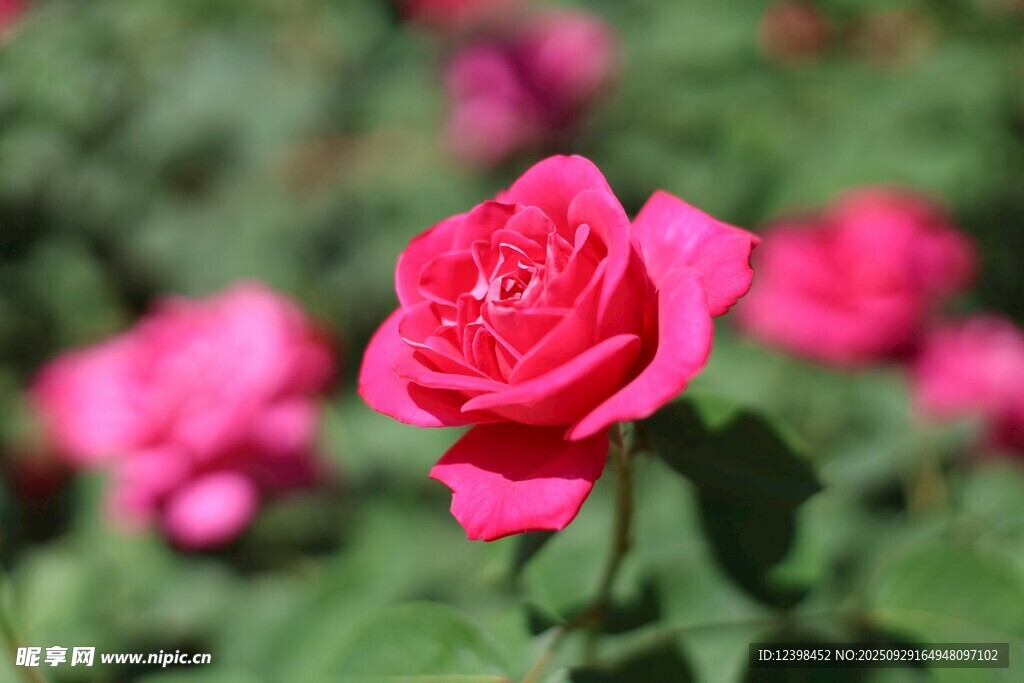 嬌艷紅玫瑰綻放于花叢