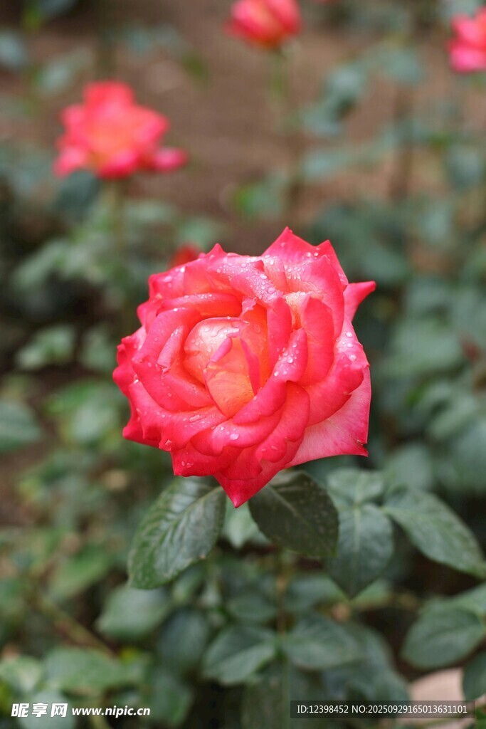 嬌艷紅玫瑰綻放于綠葉間