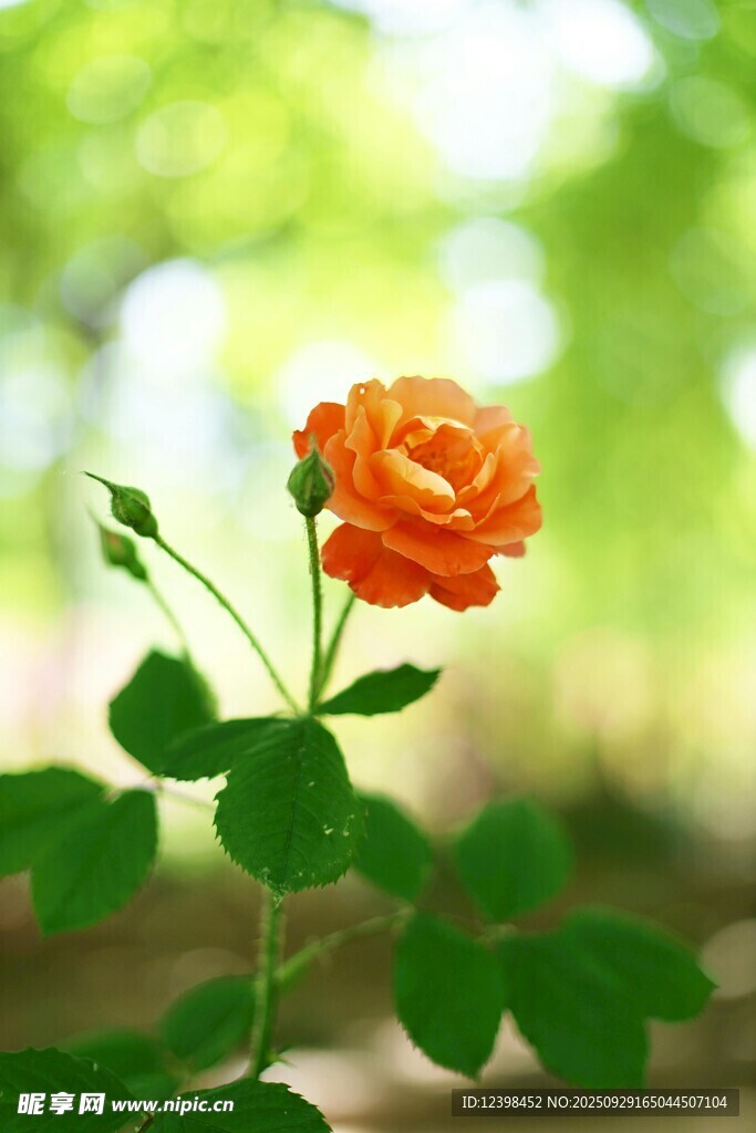 橙色薔薇花特寫