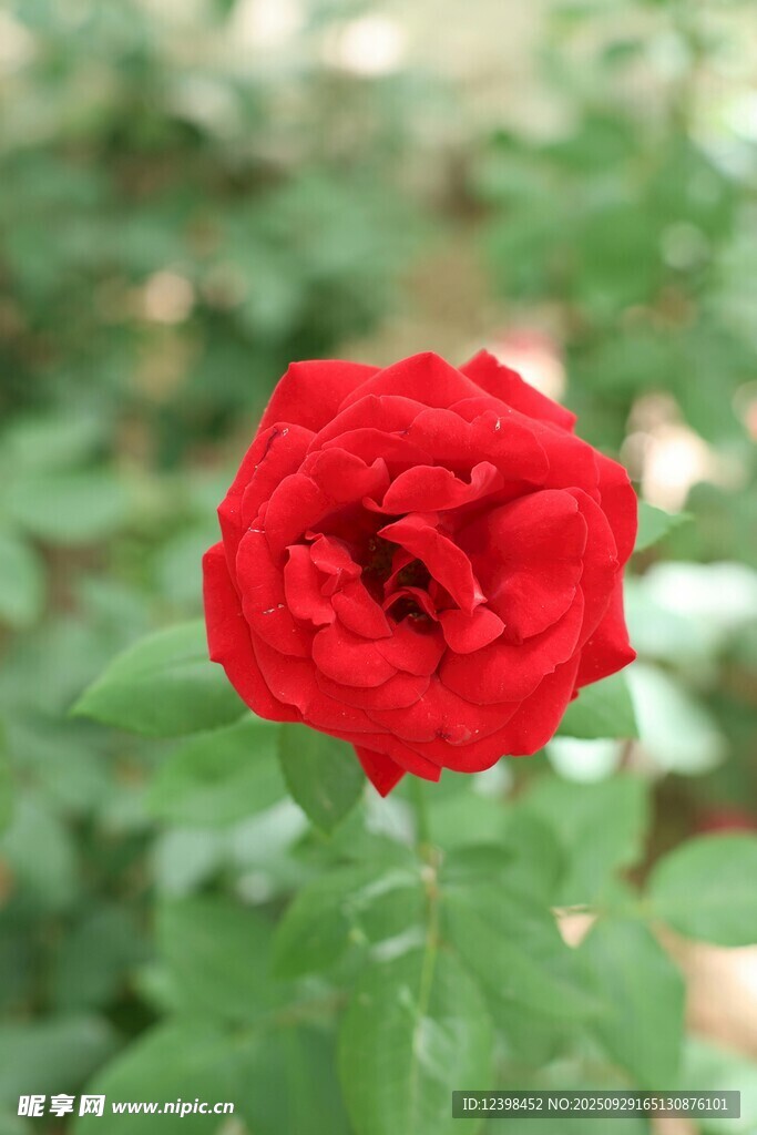 嬌艷紅玫瑰綻放綠葉間