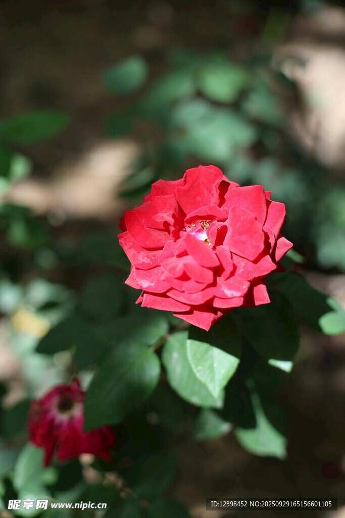 嬌艷紅玫瑰綻放綠葉間