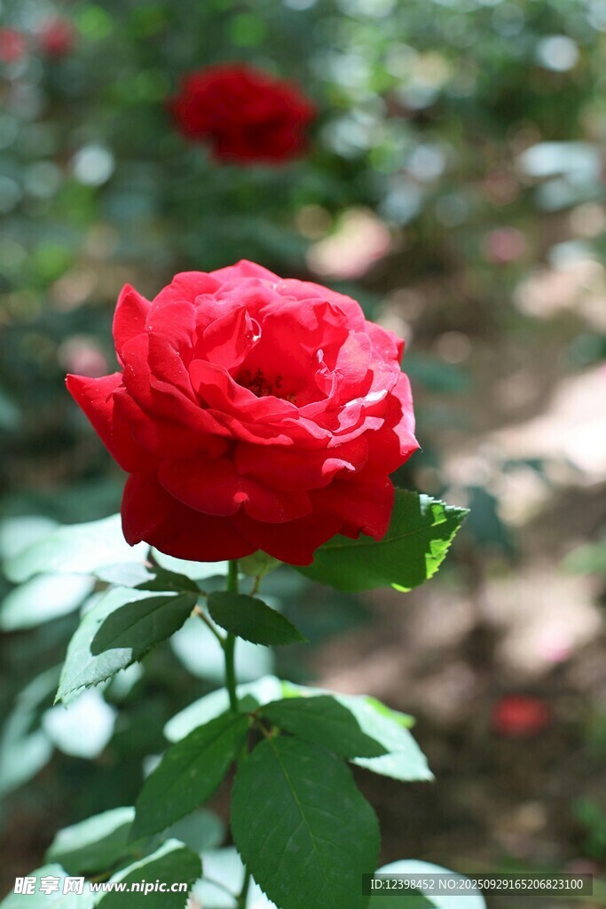 嬌艷紅玫瑰綻放于花叢