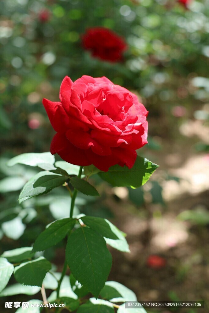 嬌艷紅玫瑰綻放于花叢