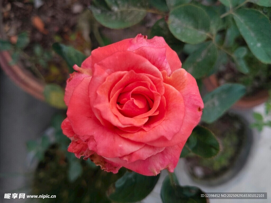 嬌艷盛開的粉紅色月季花