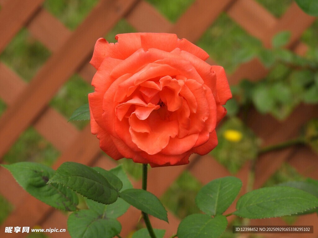 橙紅色嬌艷月季花