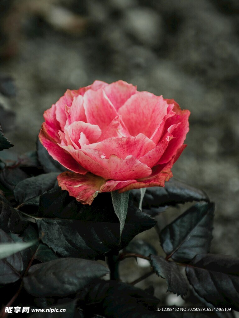 嬌艷盛開的粉紅色月季花
