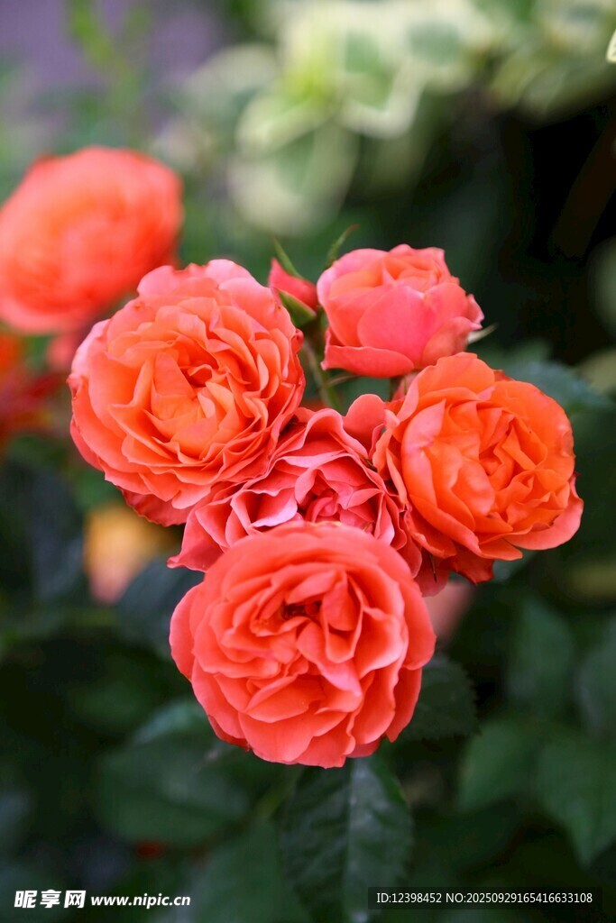 嬌艷橙紅色月季花綻放