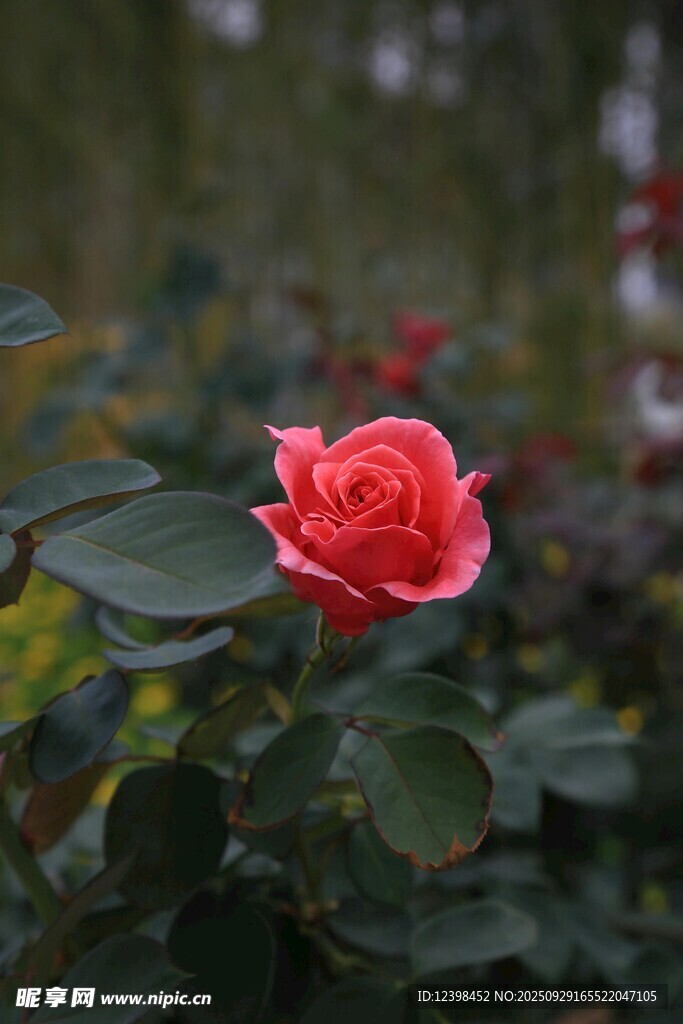 嬌艷紅玫瑰綻放綠葉間
