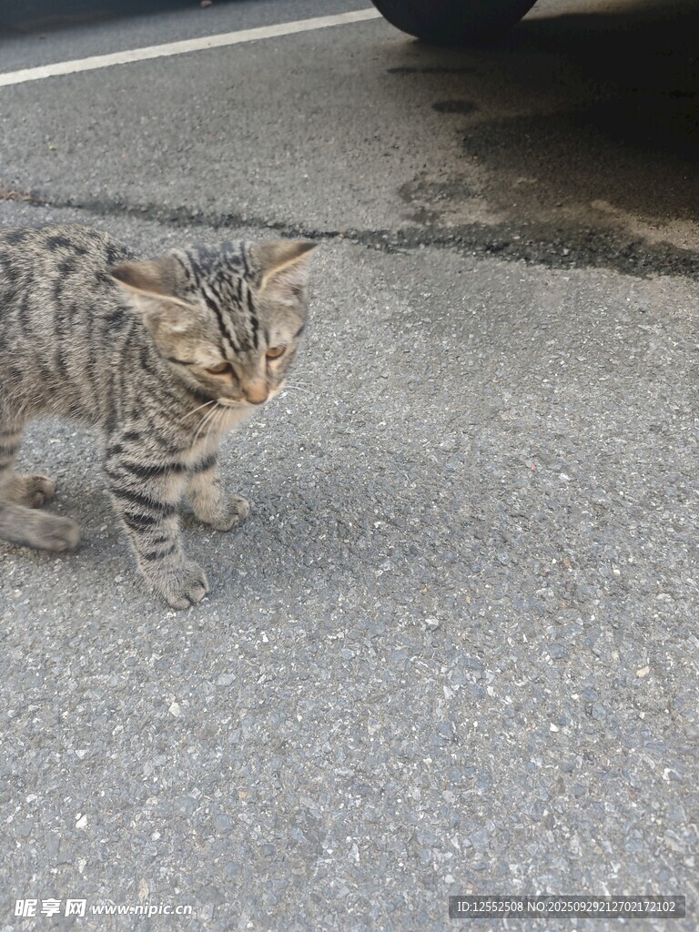 路上的花紋貓咪