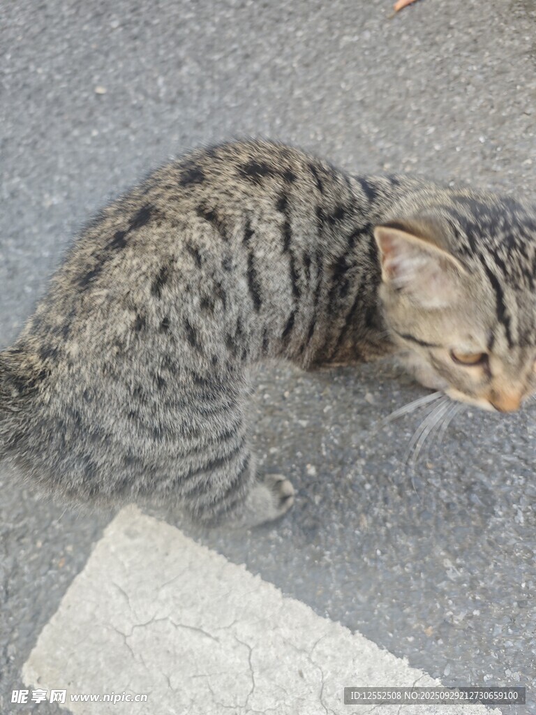 路邊蜷縮的貍花貓