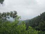 山林綠意 松枝點綴景色