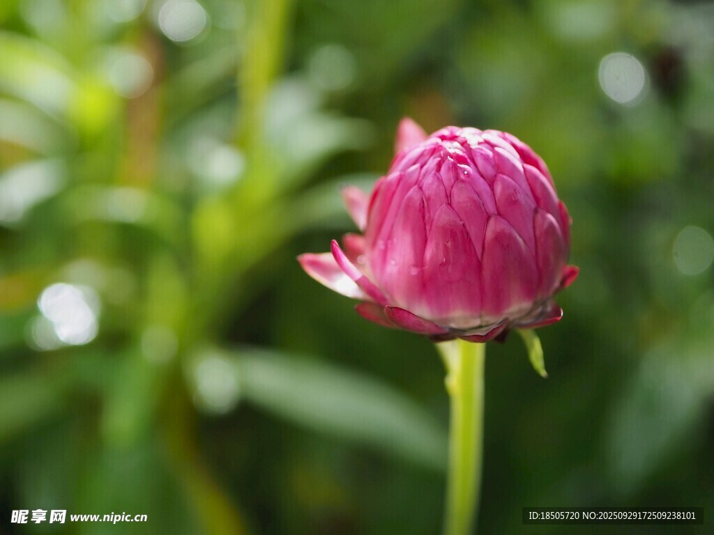 嬌艷粉色花朵特寫