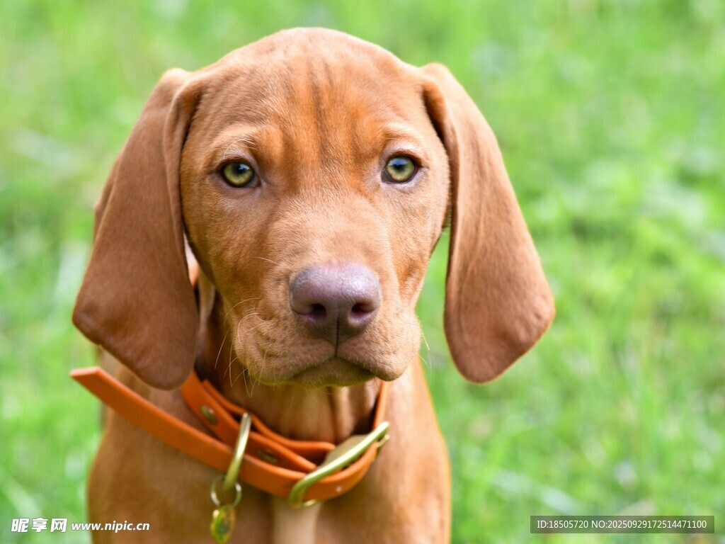 可愛維茲拉犬戶外特寫