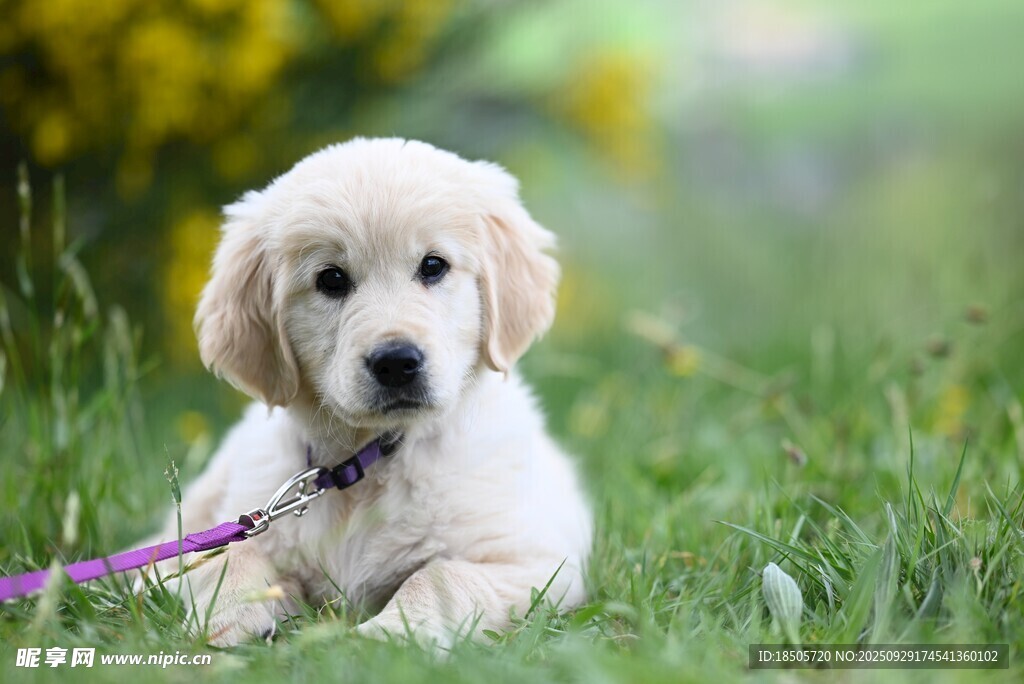 可愛金毛幼犬趴于綠草地