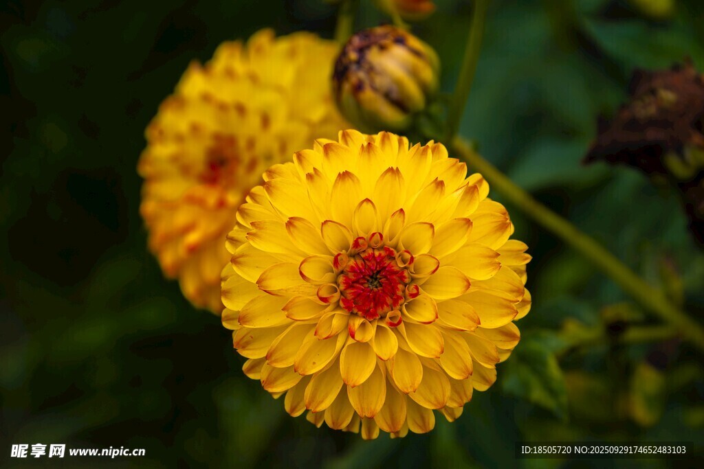 兩朵明艷黃色小菊花