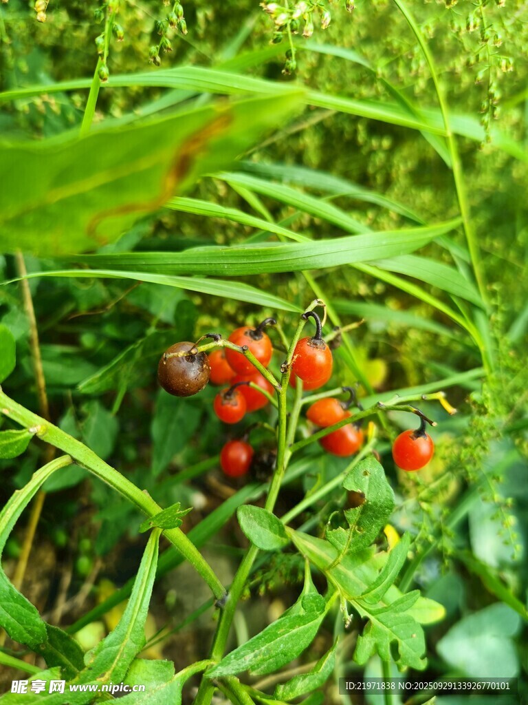 草叢中的紅色小漿果