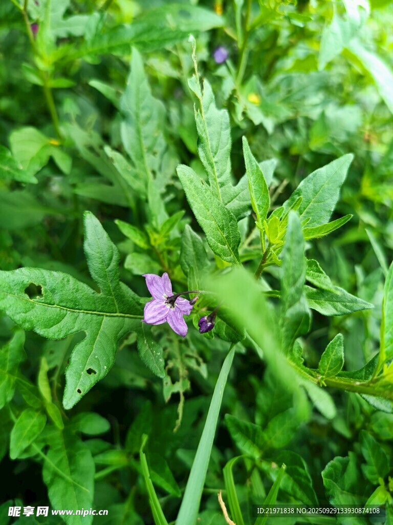 綠葉叢中的嬌美紫色小花