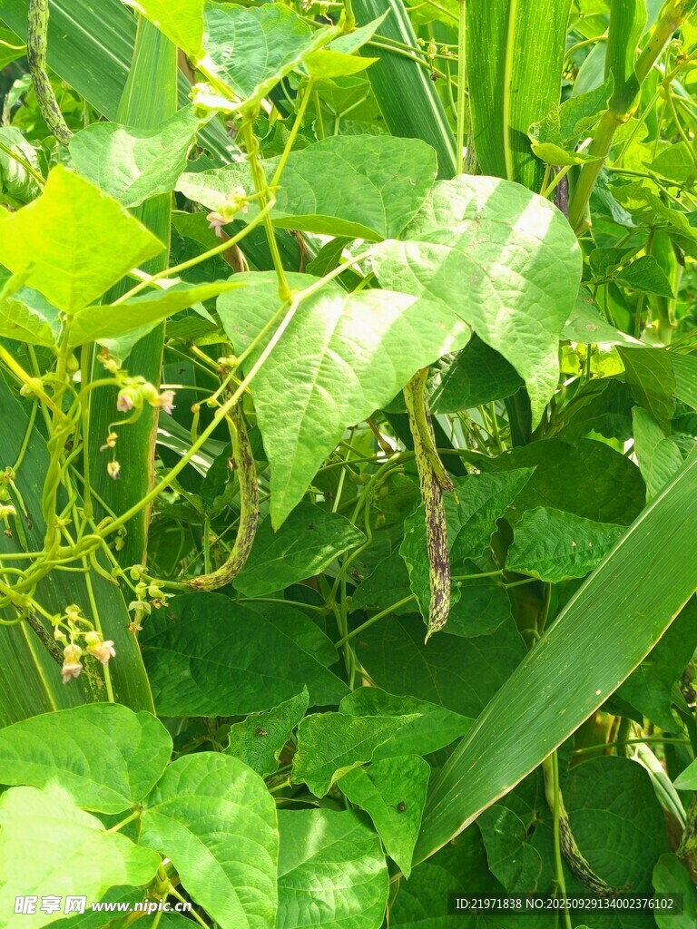 翠綠藤蔓植物生機(jī)勃勃
