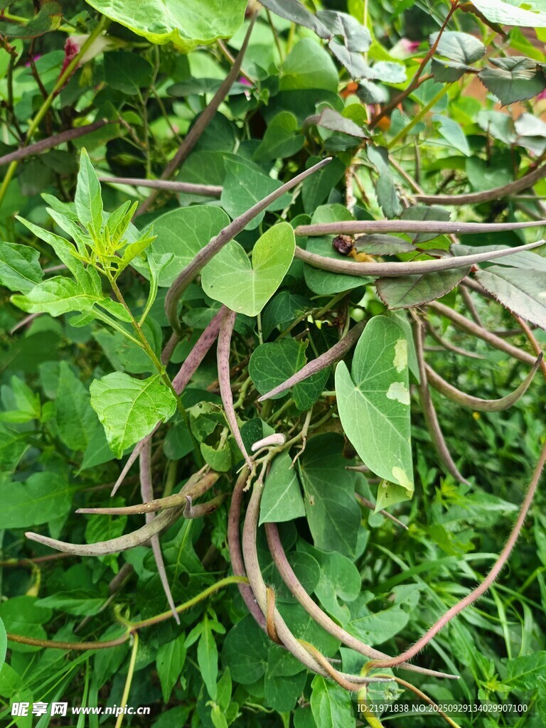 纏繞在綠植上的彎曲藤蔓