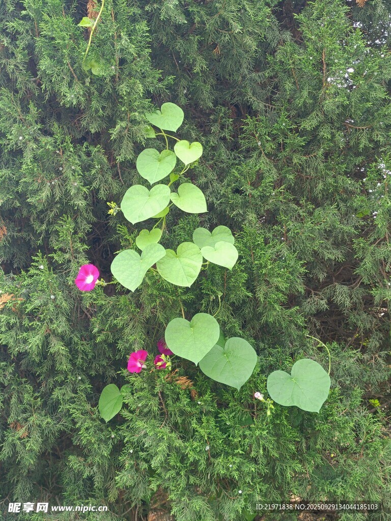 綠葉叢中綻放的嬌艷小花