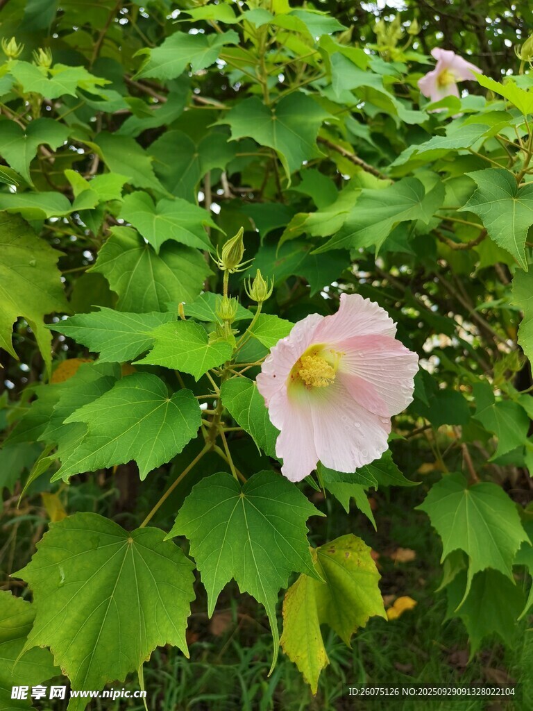 綠葉叢中的嬌艷木槿花