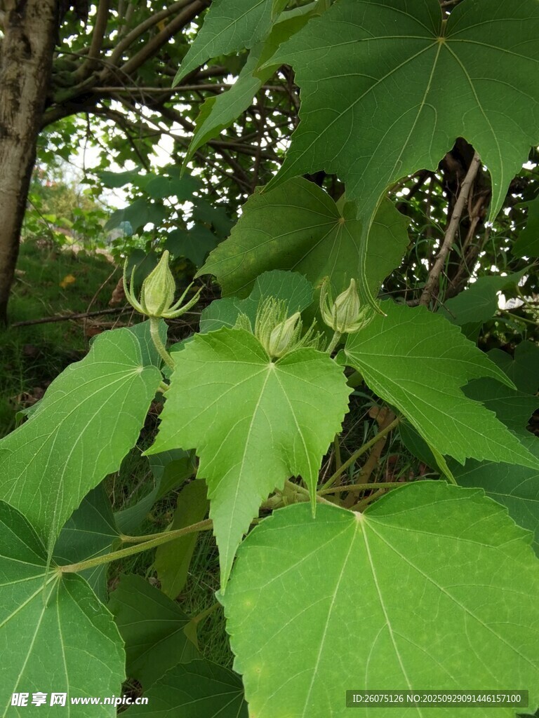 綠葉叢中的嫩綠花苞