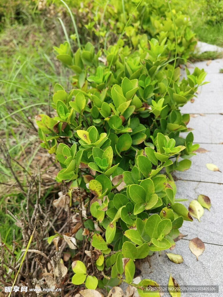 小徑旁翠綠繁茂的灌木叢