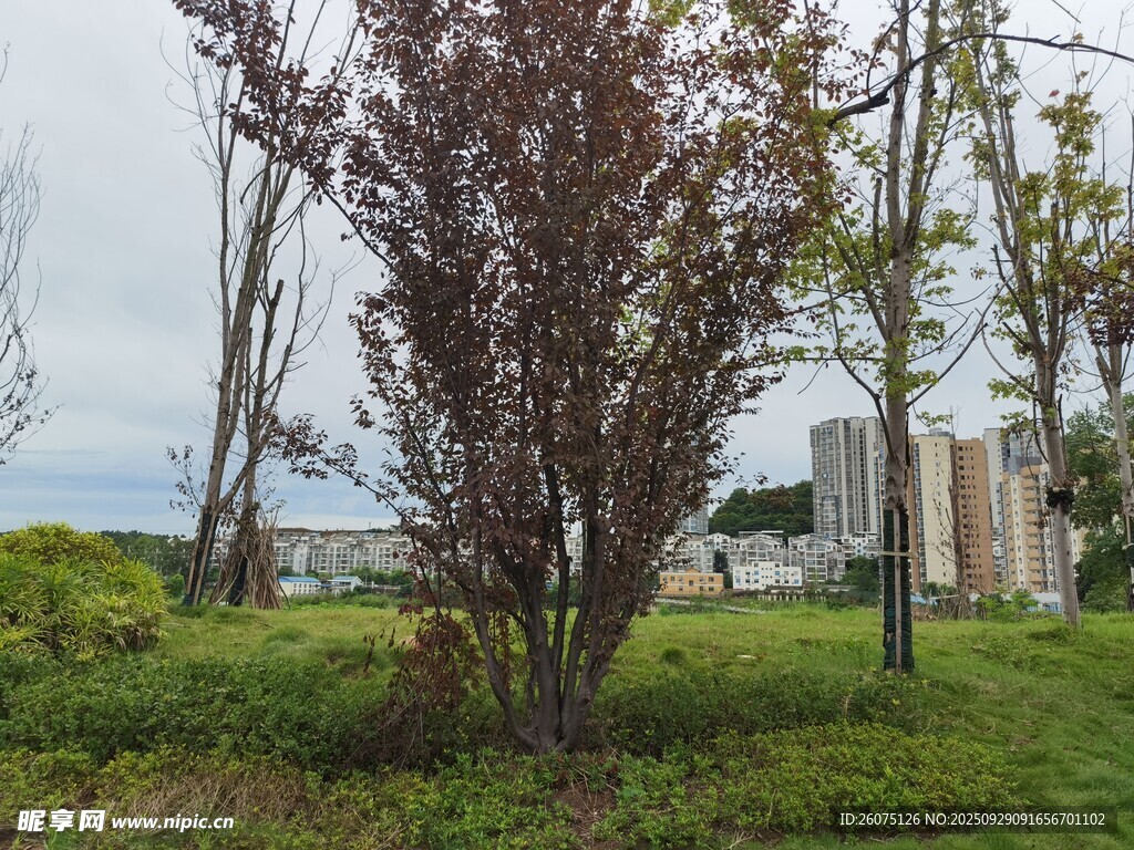 戶外樹(shù)木與草地景觀