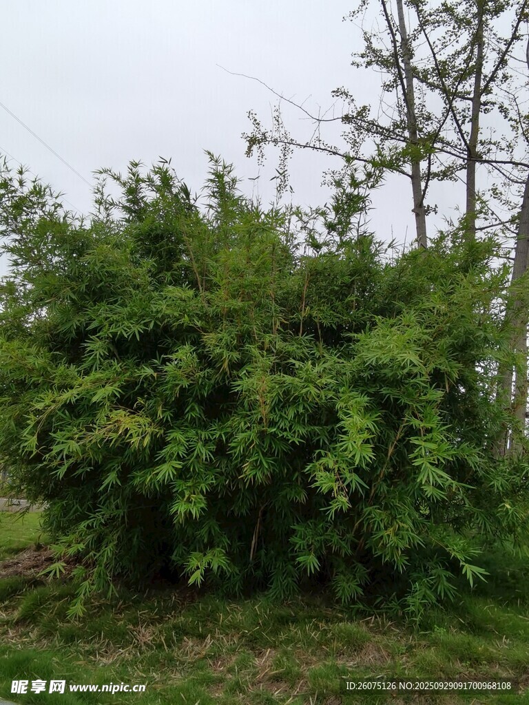 茂盛綠植灌木叢