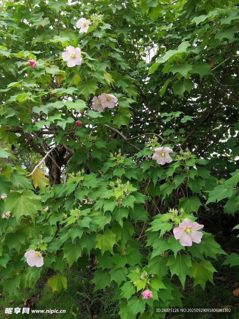 綠葉叢中的粉色花朵