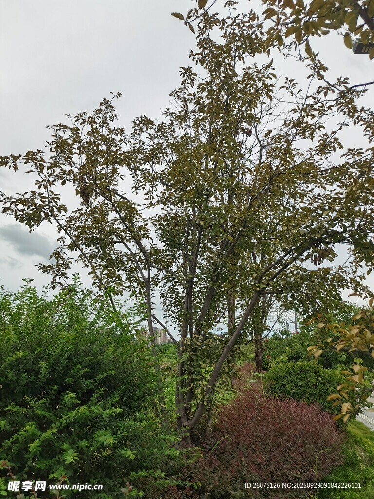 戶外綠樹與繁茂植被景觀