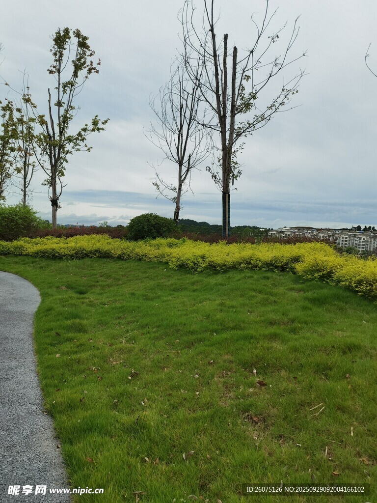 路邊草地與樹(shù)木風(fēng)景