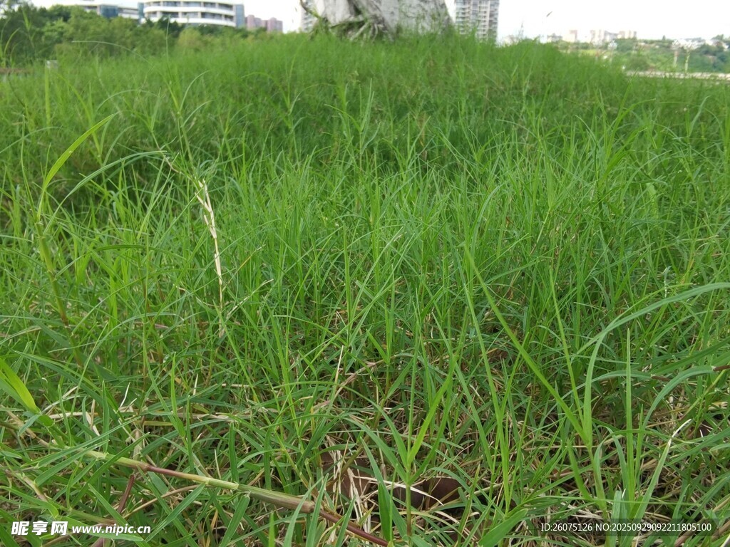 翠綠草地清新自然景象