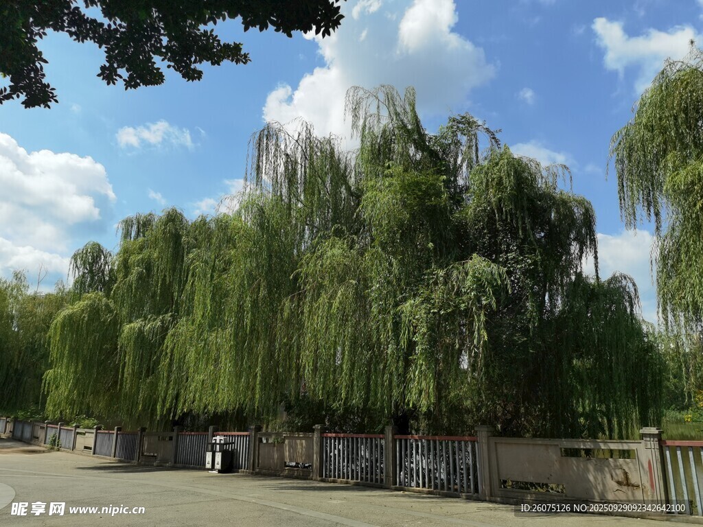 垂柳成蔭的寧靜戶外場景
