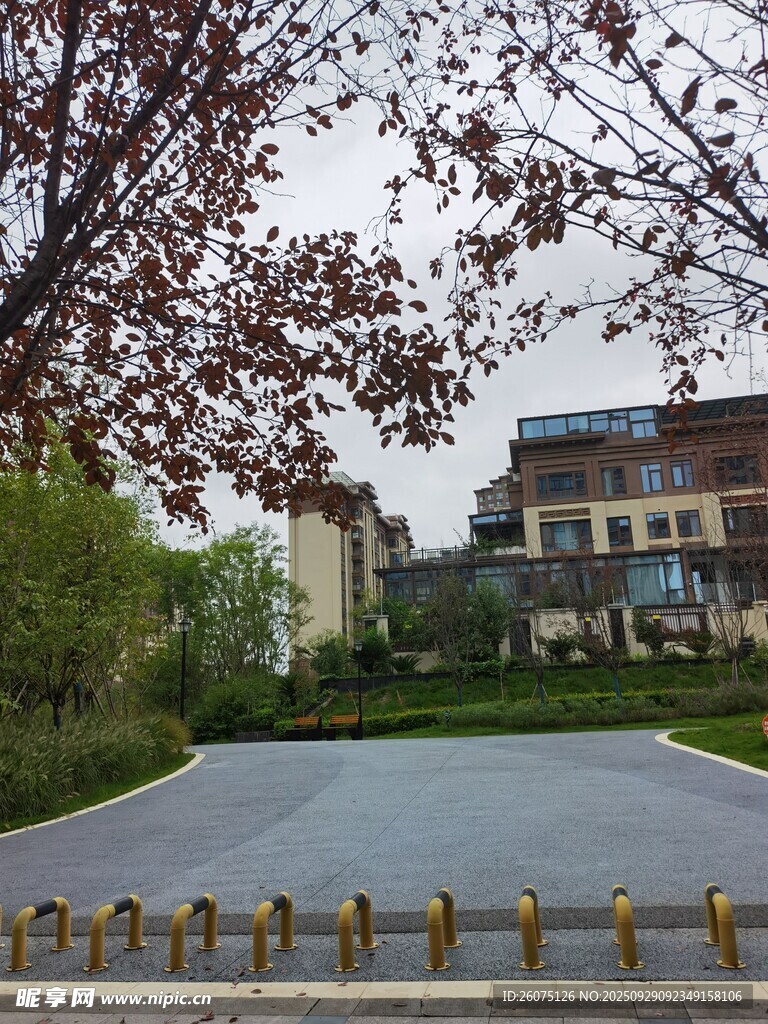 校園道路旁的建筑與樹木