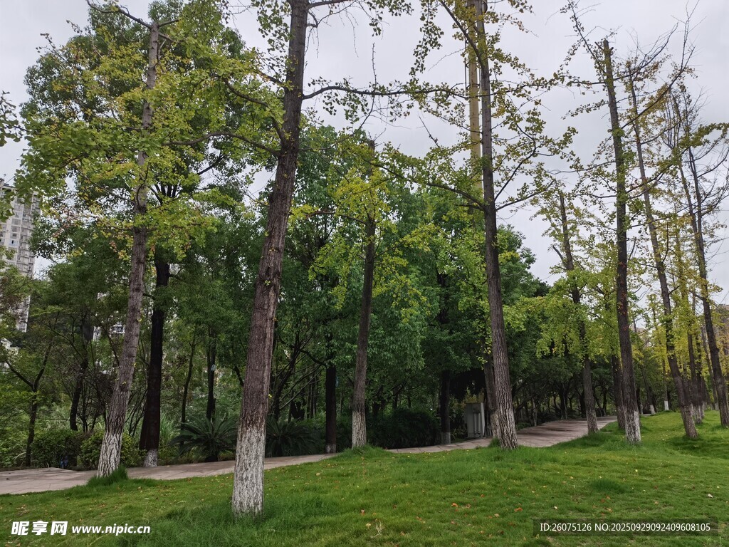 林間綠地清新自然景致