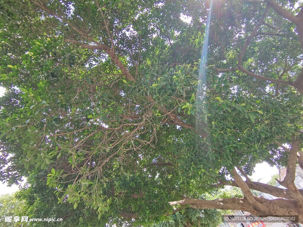 繁茂綠樹陽光斑駁灑落