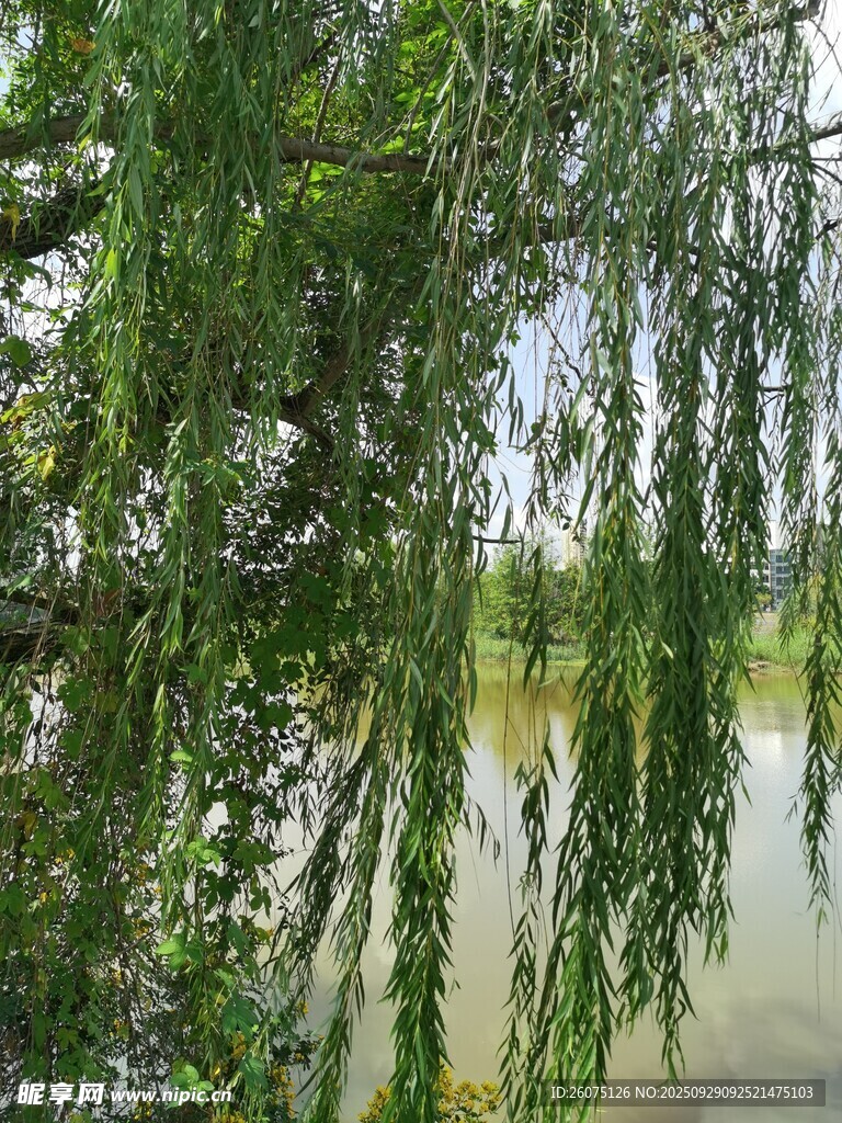 垂柳映水的自然景致