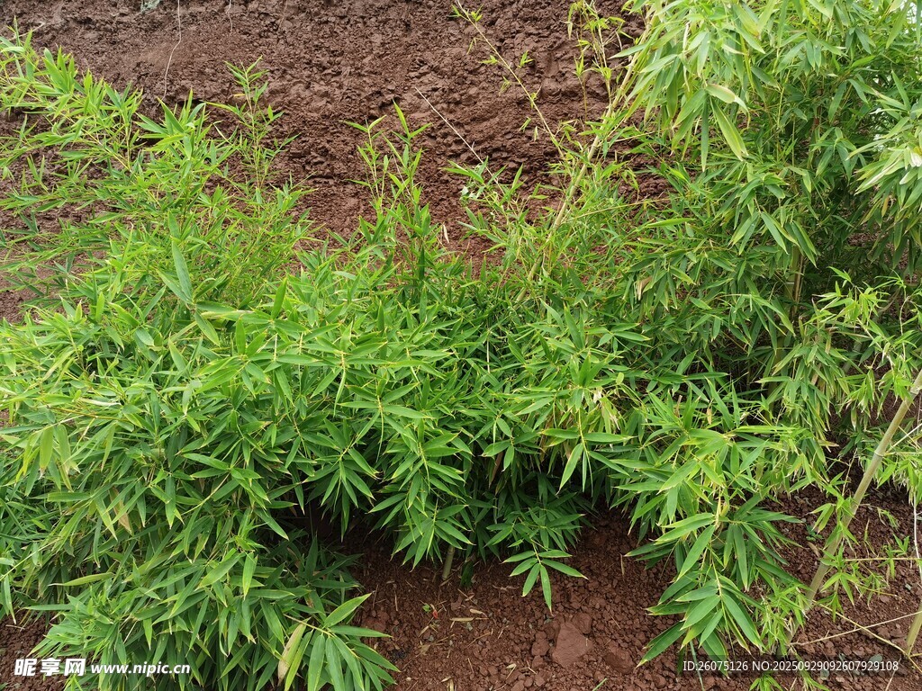 翠綠植物生長于泥土之上