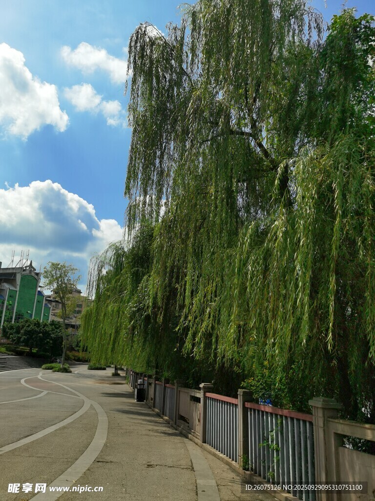 路邊垂柳伴藍天美景