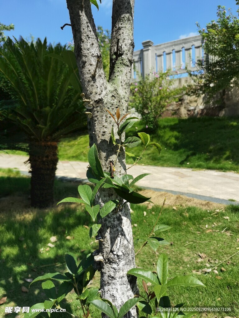 樹干上生長的嫩綠植物