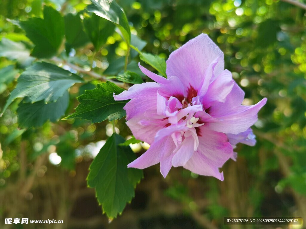 嬌艷紫槿花