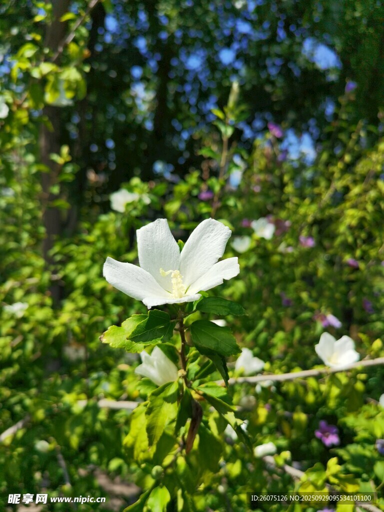 白色花朵綻放于綠意間
