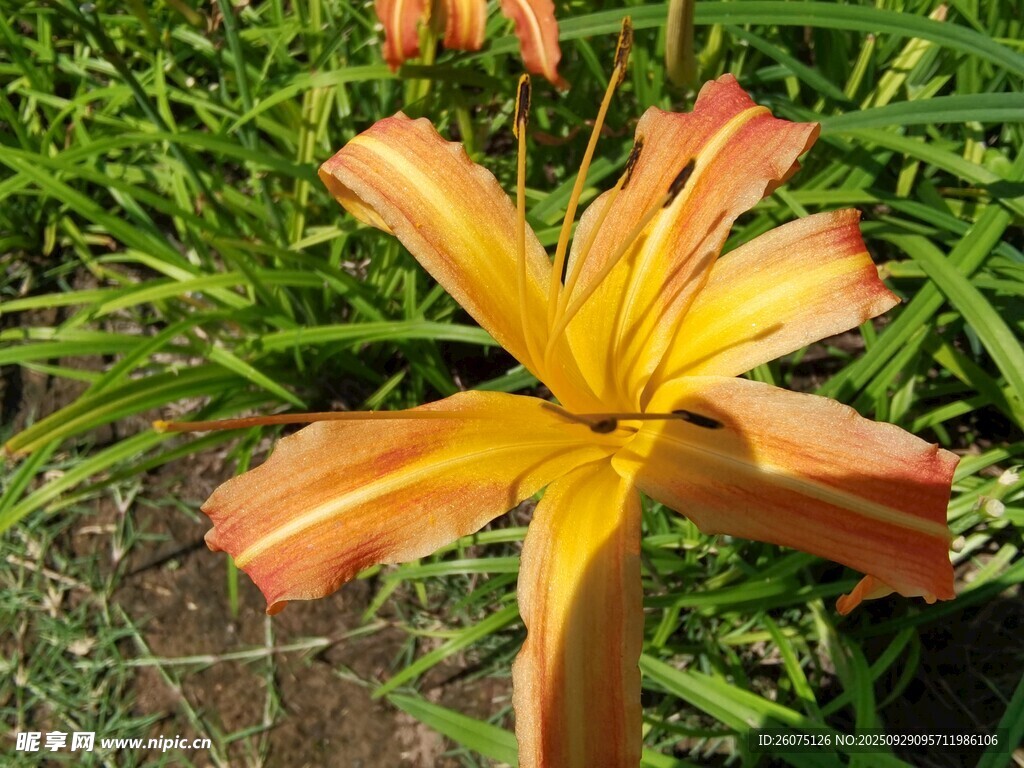橙色萱草花綻放于綠葉間