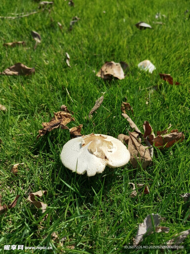 草地上的白色蘑菇